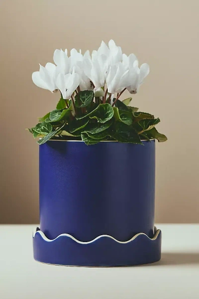 Anthropologie Pissaro Scalloped Ceramic Pot In Blue