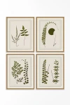 Anthropologie Plant Presses Gallery Wall Art