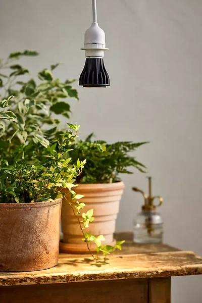 Anthropologie We The Wild Instant Sun Grow Light Bulb In Brown