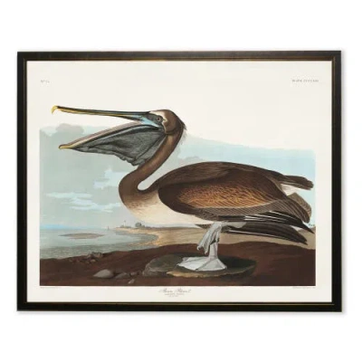 Antique Curiosities Brown Pelican In Multi