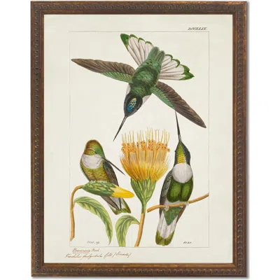 Antique Curiosities Hummingbirds And Yellow Flower In Multi