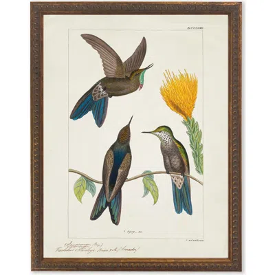 Antique Curiosities Hummingbirds Around Yellow Flower In Multi