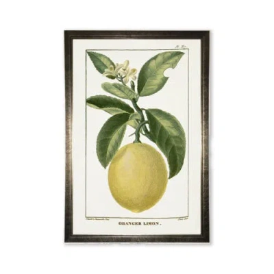 Antique Curiosities Lemon Plant In Multi