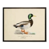 Antique Curiosities Mallard Print In Multi