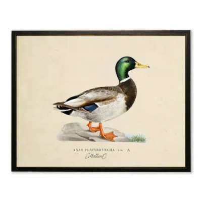 Antique Curiosities Mallard Print In Multi