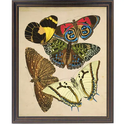 Antique Curiosities Multicolored Butterflies