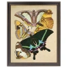 Antique Curiosities Multicolored Moths In Multi