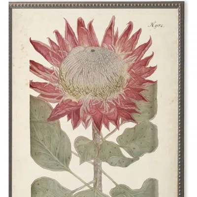 Antique Curiosities Red Flower In Multi