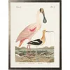 Antique Curiosities Spoonbill Birds In Multi