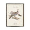 Antique Curiosities Turtle Doves In Multi