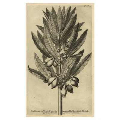 Pre-owned Arabia Original Antique Engraving Of An Almond Branch In , Egypt Or Africa, 1729 In Sand