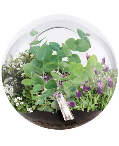 Areyougame Unique Gardener Glass Terrarium Crystal Glass Garden Plant Kit In No Color