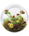Areyougame Unique Gardener Glass Terrarium Fly Trap Garden Plant Kit In No Color