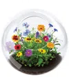 Areyougame Unique Gardener Glass Terrarium Wildflower Blooms Plant Kit In No Color