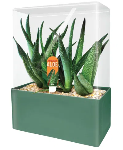 Areyougame Unique Gardener Seed Squares Altruistic Aloe Plant Kit In No Color