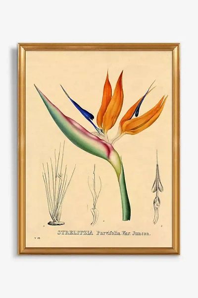 Artfully Walls Bird Of Paradise Wall Art