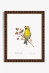 Artfully Walls Blue Throat Bird Wall Art