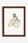 Artfully Walls Blue Throat Bird Wall Art In Multi