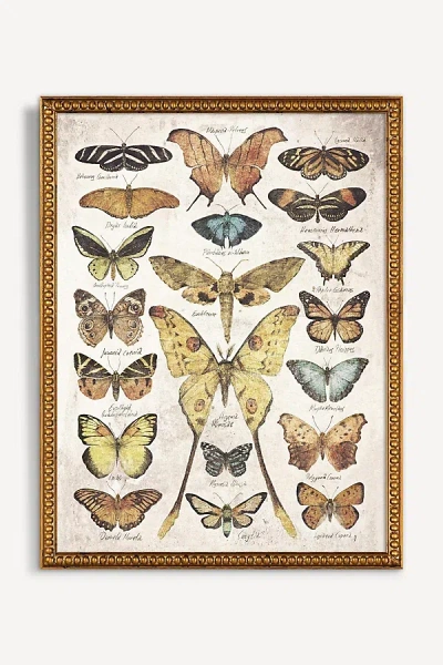 Artfully Walls Butterflies And Moths Wall Art