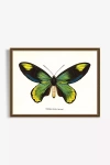 Artfully Walls Butterfly Wall Art