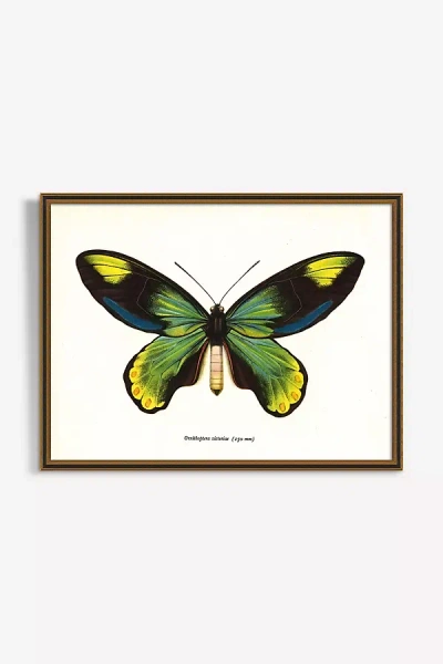 Artfully Walls Butterfly Wall Art