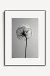 Artfully Walls Flora