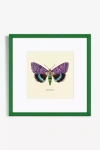 Artfully Walls Moth Study Wall Art In Green