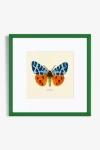 Artfully Walls Moth Study Wall Art