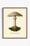 Shop Artfully Walls Mushroom Study Wall Art