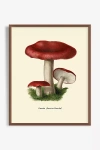 Artfully Walls Mushroom Study Wall Art