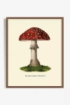Artfully Walls Mushroom Study Wall Art