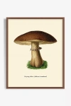 Artfully Walls Mushroom Study Wall Art