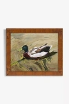 Artfully Walls Swimming Mallard Wall Art