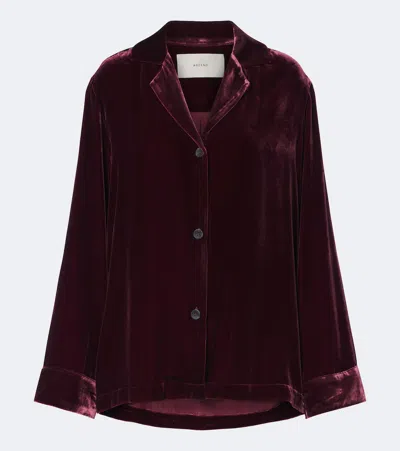 Asceno Calabasas Velvet Shirt In Burgundy
