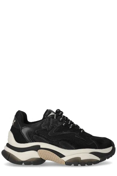 Ash Addict Black Sneaker In Marrone