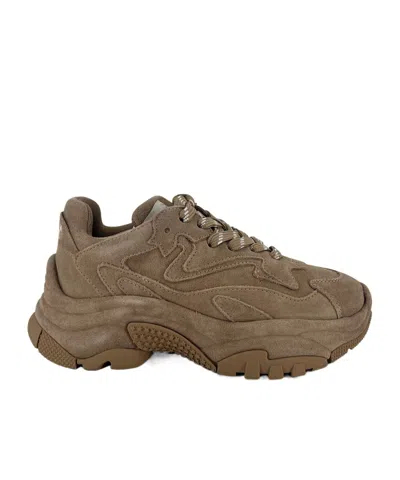 Ash Addict Sneaker In Brown