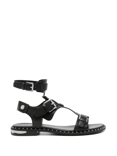 Ash Buckle-fastening Studded Sandals In Black