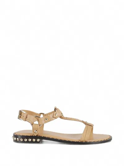 Ash Crocodile-effect Studded Sandals In Brown