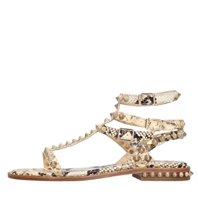 Ash Flat Shoes Brown In Marrone