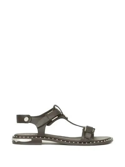 Ash Brown Piper Studded Leather Sandals In Black