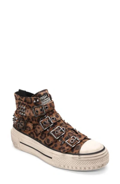 Ash Rainbow Studs High Top Platform Sneaker In Brown