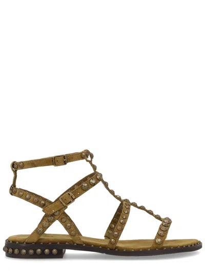 Ash Sandalo Precious In Brown