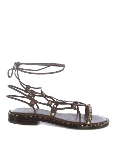 Ash Sandals Dark Brown In Testa Di Moro