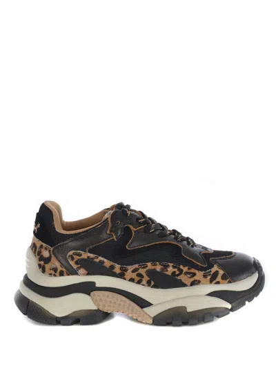 Ash Round-head Sneakers In Multi