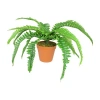 Asstd National Brand 15.75'' Potted Artificial Long Green Boston Fern Plant In Multi