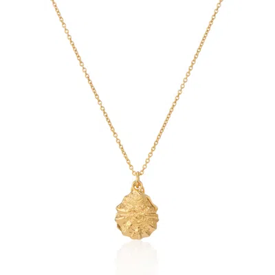 Auree Jewellery Women's Gaia Gold Vermeil Oyster Shell And Freshwater Pearl Necklace