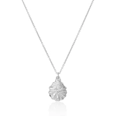 Auree Jewellery Women's Gaia Silver Oyster Shell And Freshwater Pearl Necklace