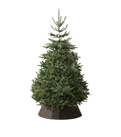Balsam Hill Bh Nordmann Fir Green Tree