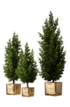 Balsam Hill Evergreen Set Of 3 Tabletop Trees In Green