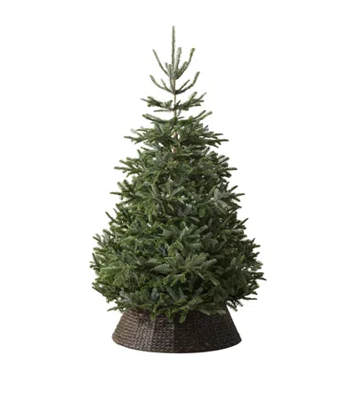 Balsam Hill Nordmann Fir Christmas Tree In Green